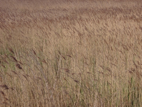 Reed beds